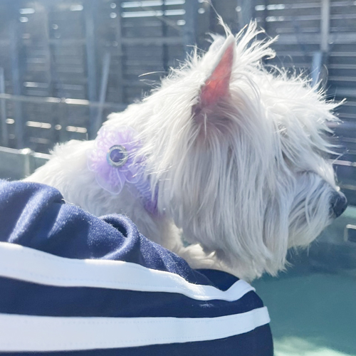 生徒が撮影したモデル犬写真③